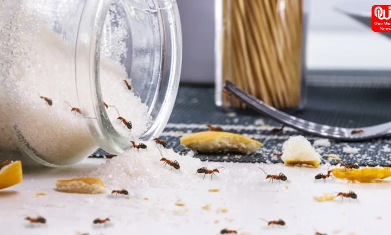 Home Remedies for Ants