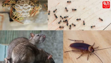 Insects in Home