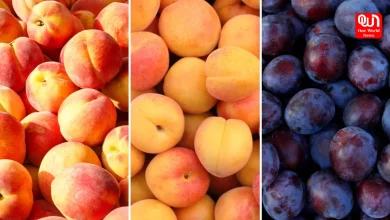 Peach Vs Plum