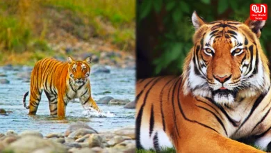 Jim Corbett National Park