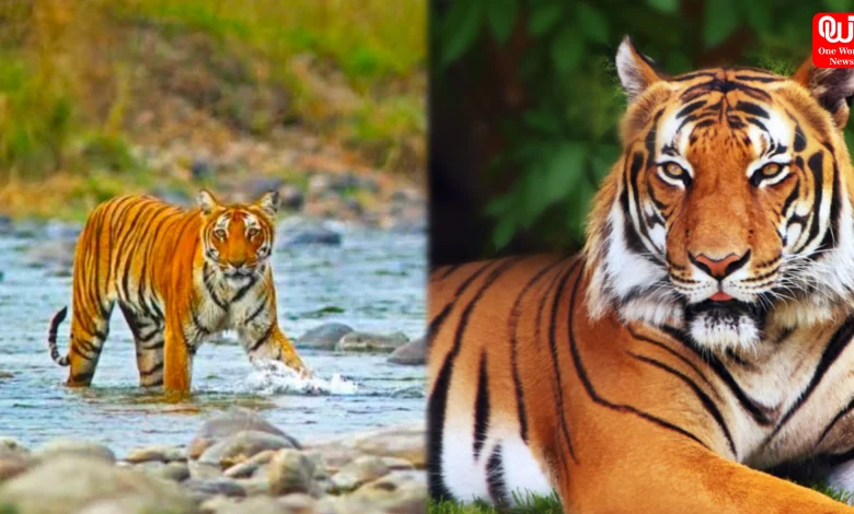 Jim Corbett National Park