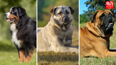 Top 10 Largest Dog Breeds In The World