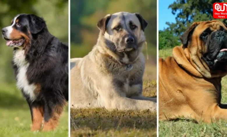 Top 10 Largest Dog Breeds In The World