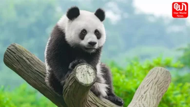 China Panda Ownership