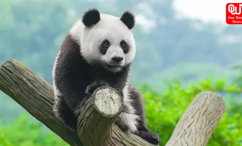 China Panda Ownership