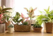 Indoor Plants