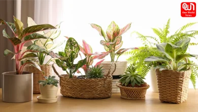 Indoor Plants