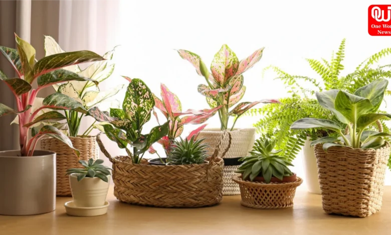 Indoor Plants