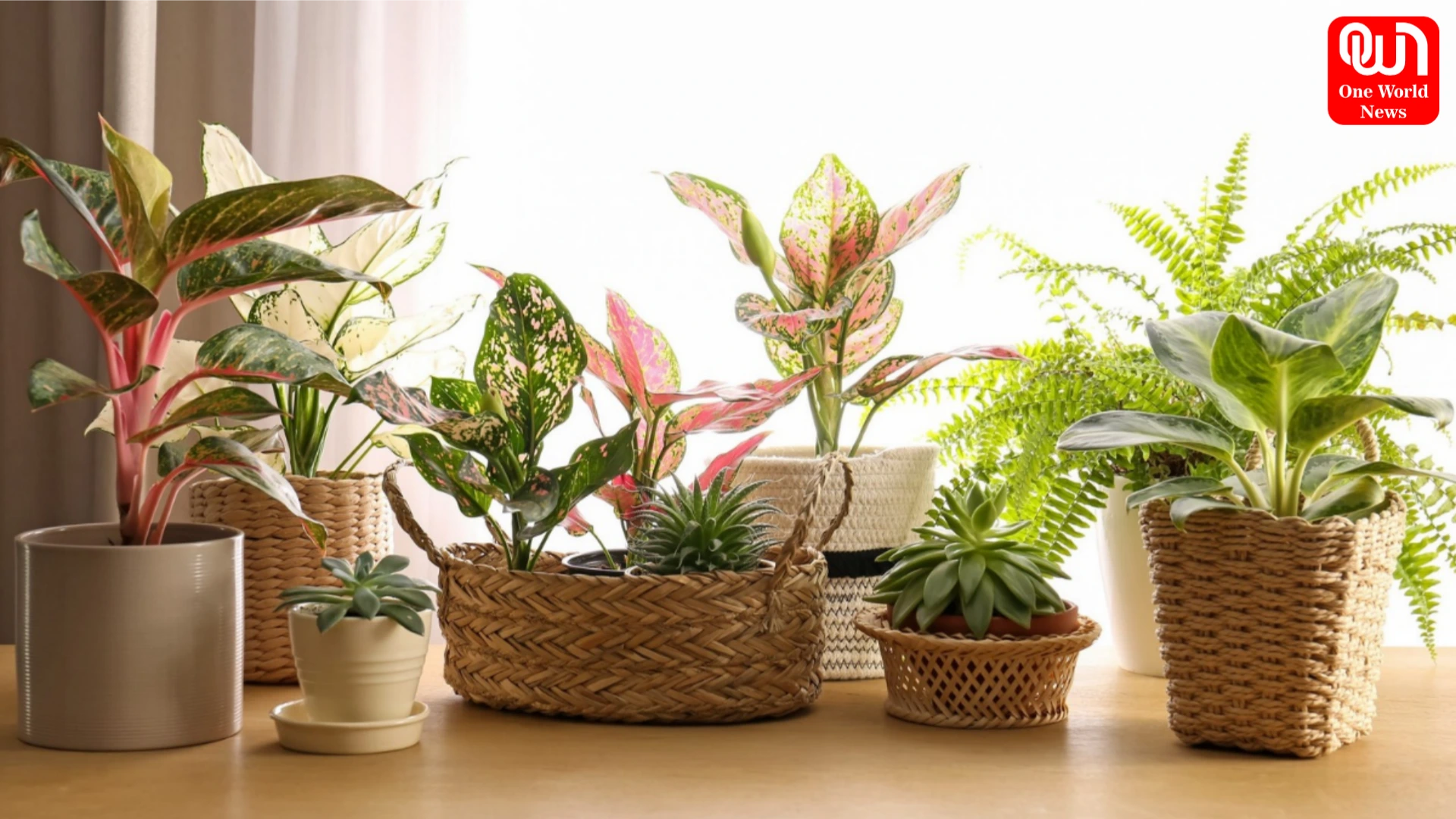 Indoor Plants