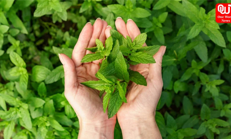 Tulsi Leaves for Health
