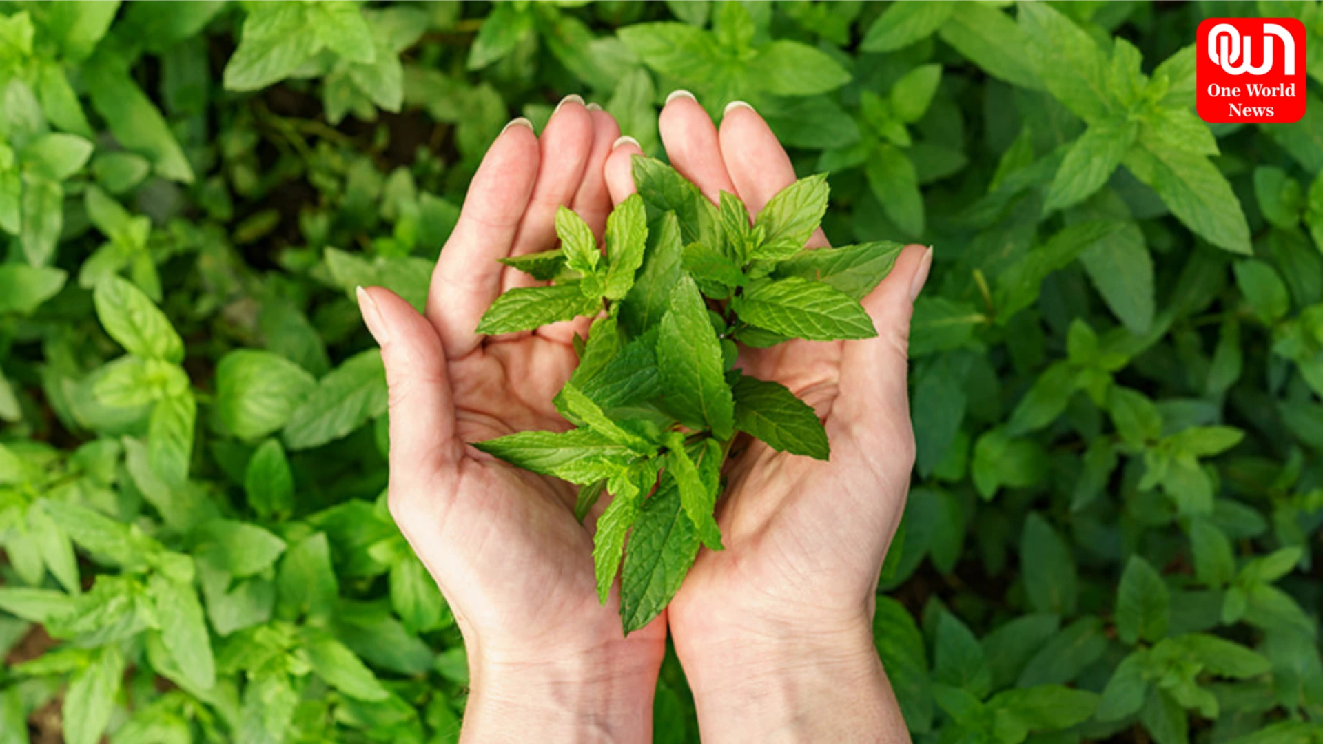 Tulsi Leaves for Health
