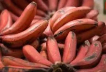 Different Types of Banana