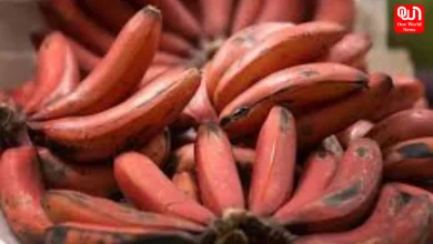 Different Types of Banana