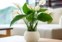 Lily Decor Ideas