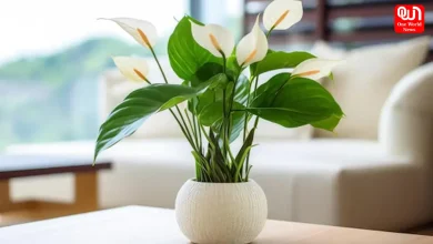 Lily Decor Ideas