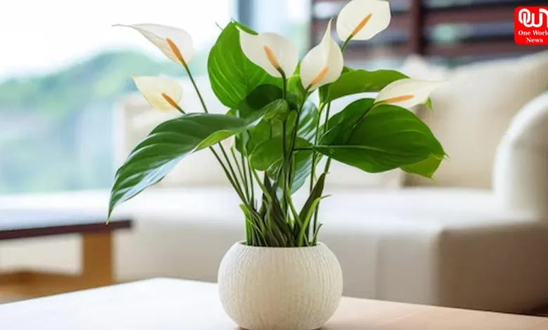 Lily Decor Ideas