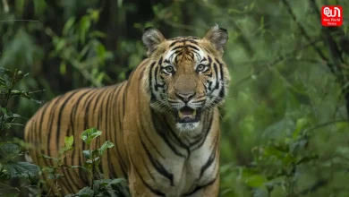Bandhavgarh Tiger Reserve