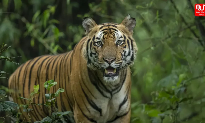 Bandhavgarh Tiger Reserve