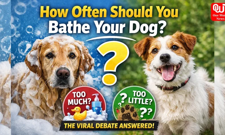 Bathe Your Dog