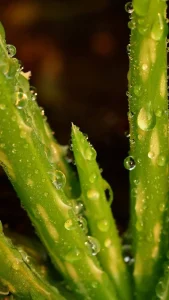 Dew Drops For Skin Photo