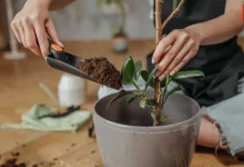 How To Grow Plants