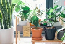 Lucky Plants For Entrance