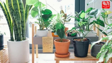 Lucky Plants For Entrance