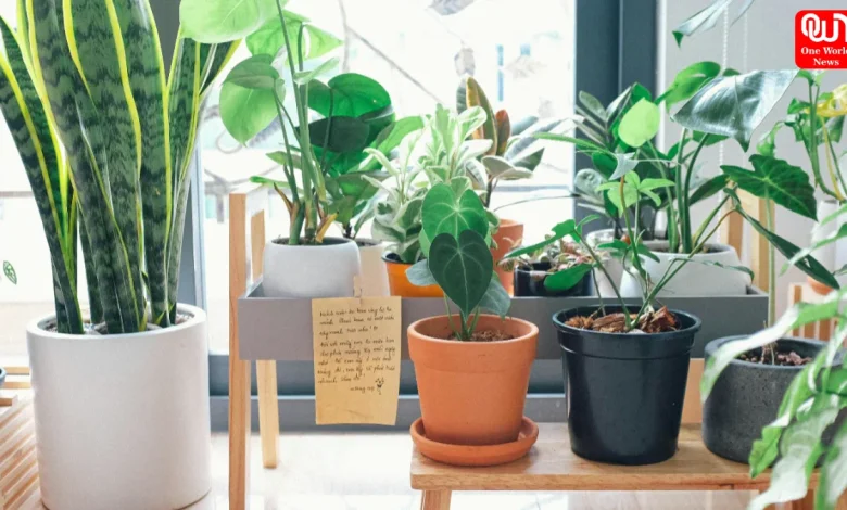 Lucky Plants For Entrance