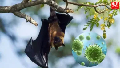 Nipah Virus