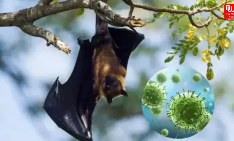 Nipah Virus