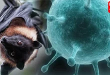 Nipah Virus