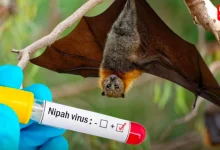 Nipah Virus in Bengal