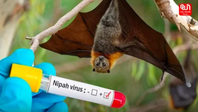 Nipah Virus in Bengal