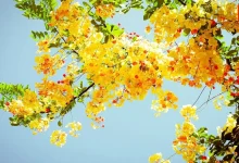 Yellow Flowers on Basant Panchami