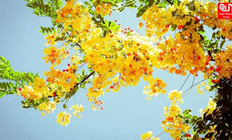 Yellow Flowers on Basant Panchami