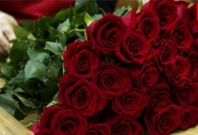 Rose Day 2026