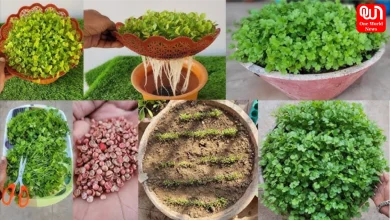 How to plant coriander at home