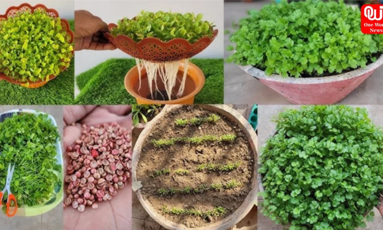 How to plant coriander at home