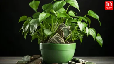 Money Plant Astrology Tips
