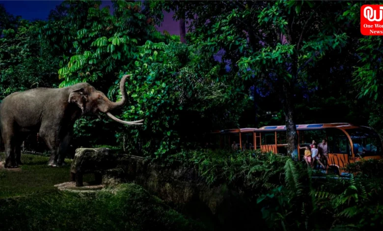 Night Safari