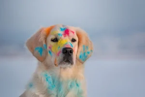 Pet Tips for Holi