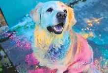 Pet Tips for Holi