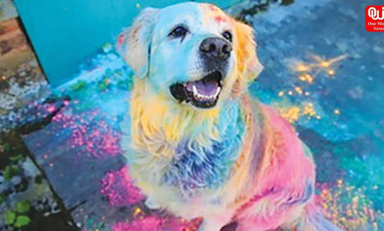 Pet Tips for Holi