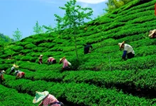 Tea plantations in India