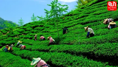 Tea plantations in India