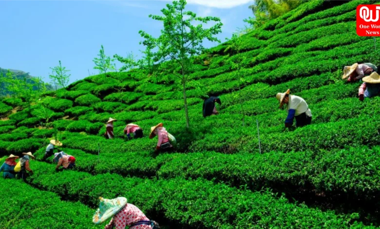 Tea plantations in India
