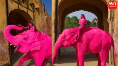 Jaipur Pink Elephant Dies