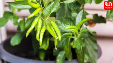 Mirch Plant Care Tips