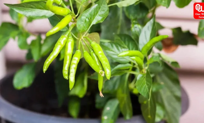 Mirch Plant Care Tips