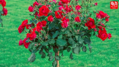Rose Tree Care In Summer